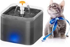 Mejores fuentes para gatos en 2026